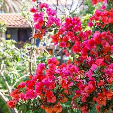 Julia Вели-Лошинь