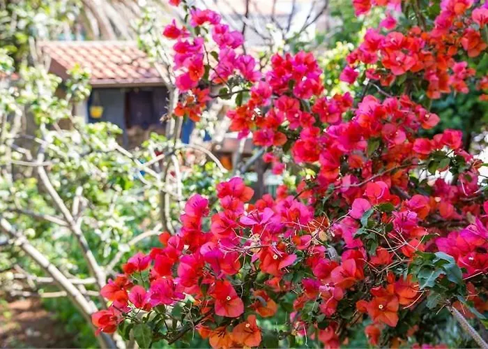 Julia 베리로신즈